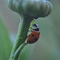 Small avatar