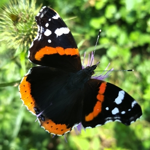 Large avatar